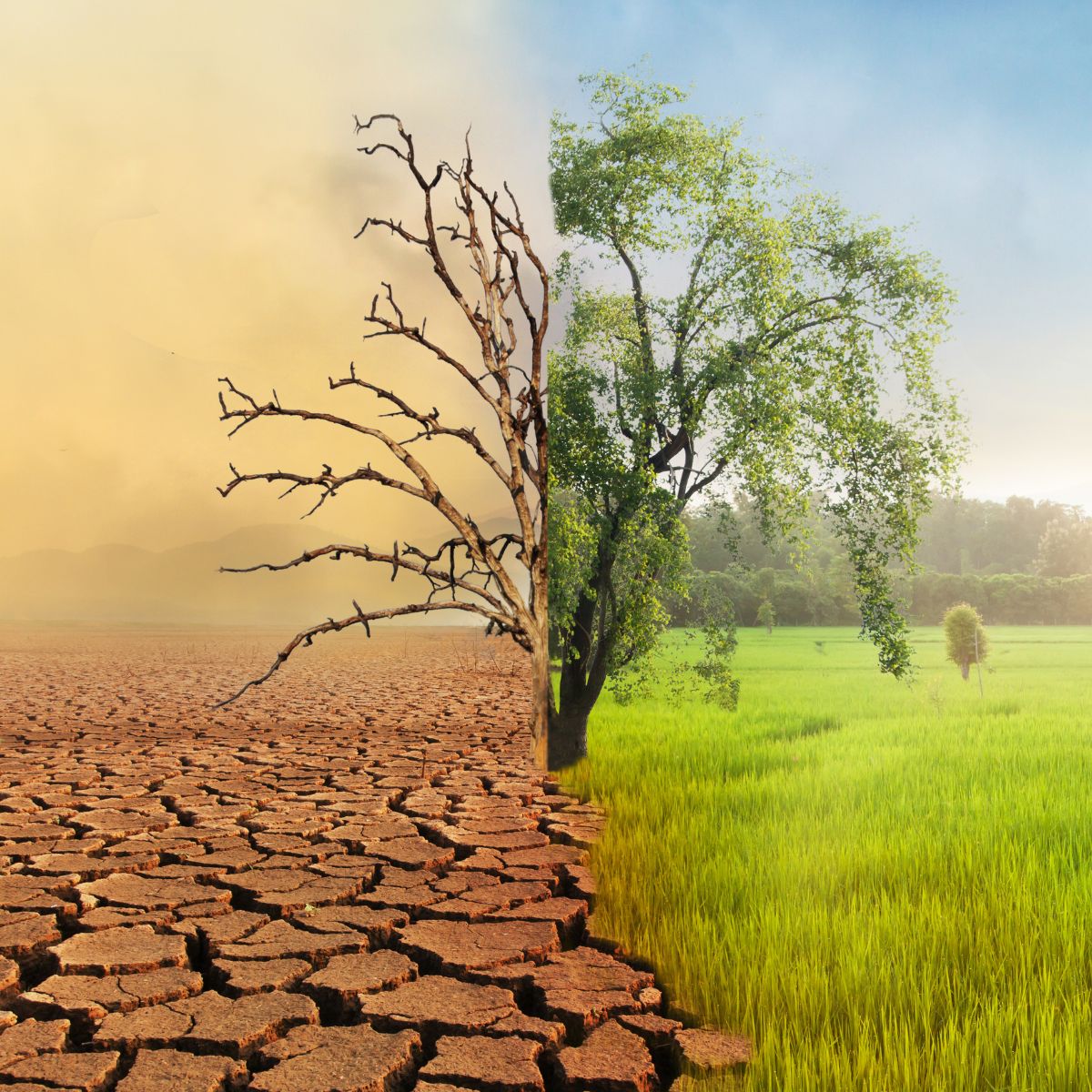 How Facilities Management Can Combat Climate Change